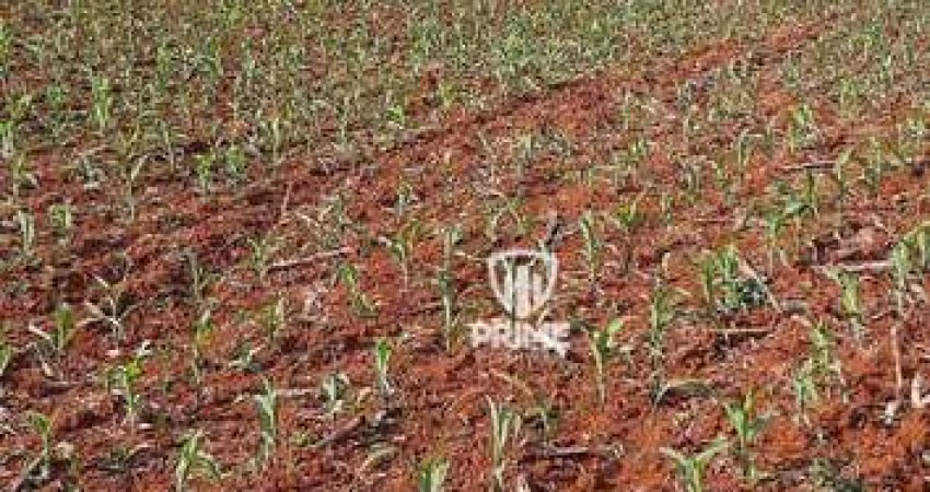 Sitio à venda em Manoel Ribas -PR.   - Com 47 alqueires, sendo 23 de plantio e 16 de pasto.