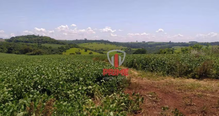 Fazenda à venda em Bela Vista do Paraiso no Paraná. Com 20 Alqueires total e plantando 14 alqueires.
