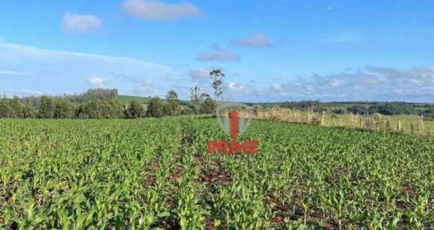 Fazenda à venda em Sertaneja no Paraná. Com 70 Alqueires plantando inteira, melhor lugar para soja, terra roxa.  ** Estuda parcelamento**.