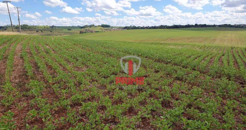 Fazenda à venda em Florestópolis no Paraná. Plantando 80 alqueires, sem reserva.