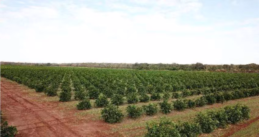 Fazenda de laranja à venda no município de votuporanga-sp