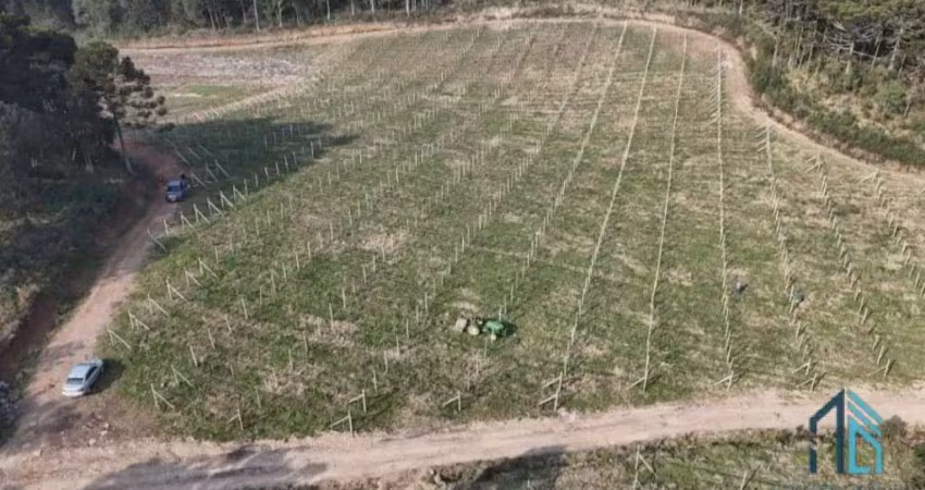 - fazenda, vinícola, sítio, a venda, próximo ao centro de são joaquim sc