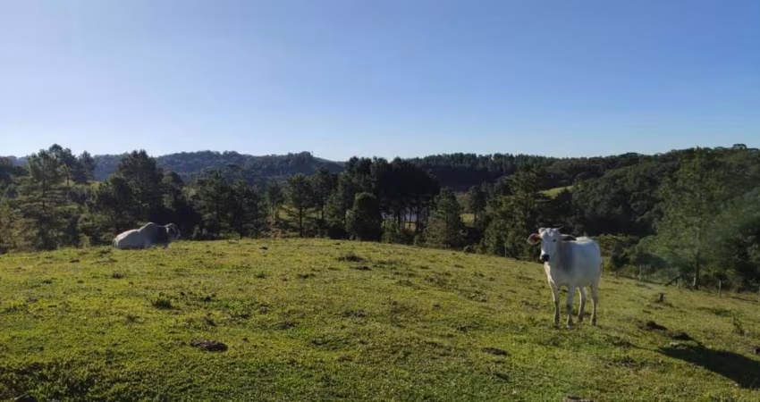 Terreno para Venda em São Bento do Sul, Serra Alta