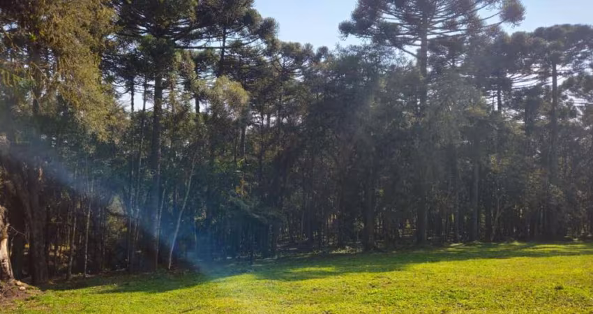 Terreno para Venda em Campo Alegre, Bateias de Baixo