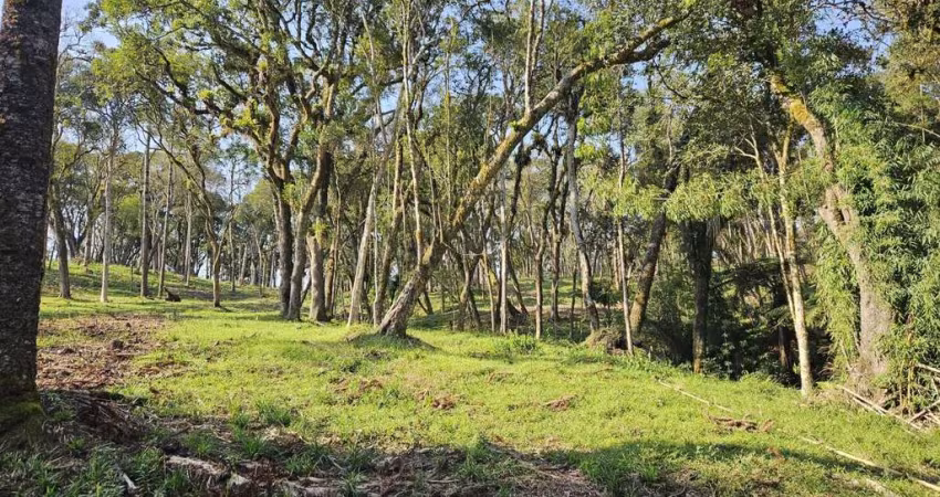 Terreno para Venda em Campo Alegre, Bateias de Baixo