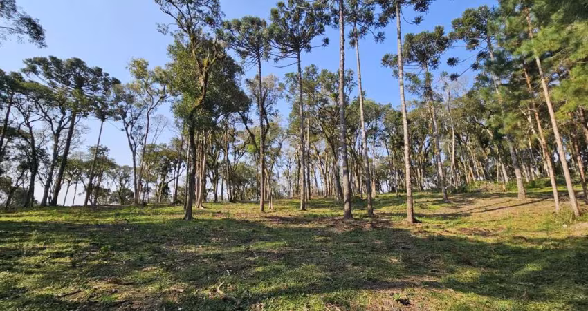 Terreno para Venda em Campo Alegre, Bateias de Baixo