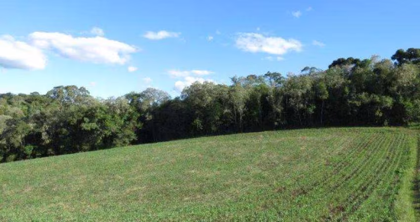 Terreno para Venda em São Bento do Sul, Centenário