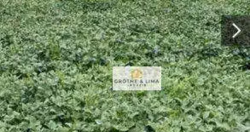 Fazenda com 711 alqueires à venda no município de tomazinha/pr.