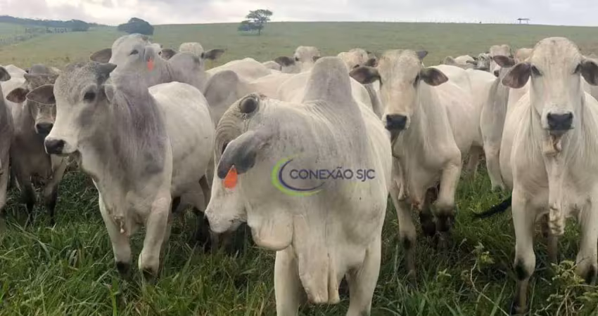 Fazenda com 3 dormitórios à venda, 60000000 m² por r$ 150.000.000,00 - centro - santa inês/ma