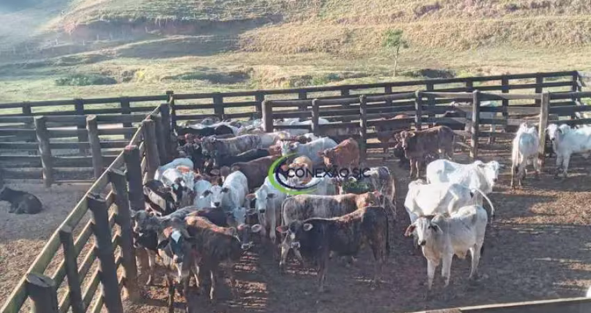 Fazenda com 3 dormitórios à venda, 3388000 m² por r$ 11.700.000 - centro - lorena/sp