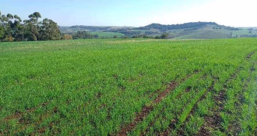 Sítio a Venda  área total de 15 Alqueires Região de Abatiá  PR.