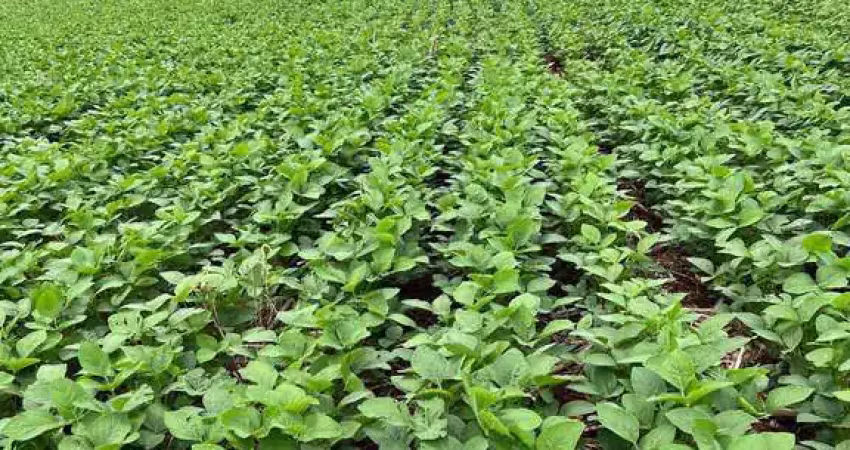 Oportunidade para venda ,sítio de 20,5 alqueires ,plantando 15 apucarana pr