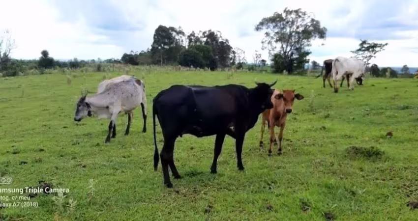Sitio a venda área de 6 alqueires mecaniza 4 alqueires sem benfeitorias