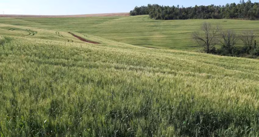 Sítio a venda  com uma área de 15 alqueires ,  com benfeitorias no asfalto