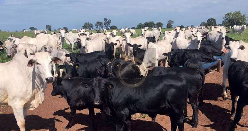 Fazenda à venda, 24200000 m² - Centro - Douradina/PR