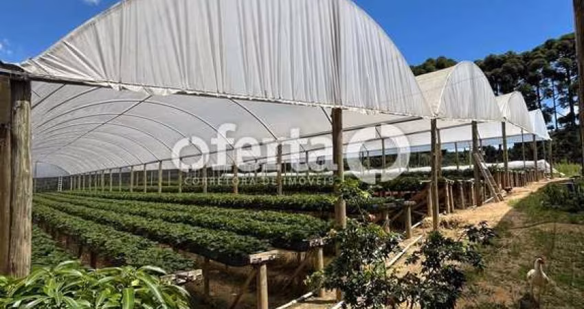 Chácara / sítio com 3 quartos à venda no Campo do Bastião, Araucária 
