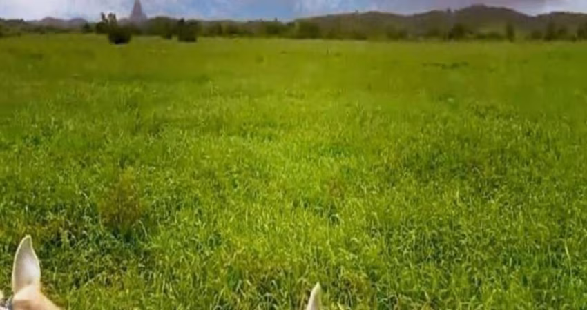 Fazenda 62,5 alqs., para engorda, na divida do Espirito Santo, pasto angola