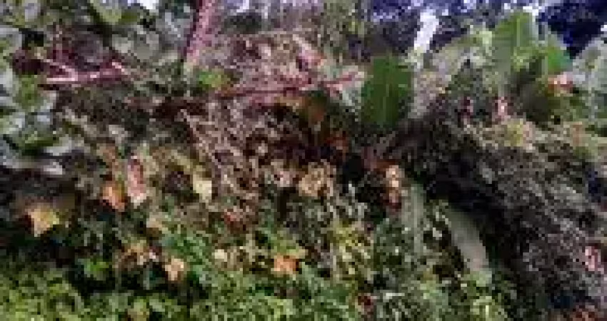 Terreno no jardim marambá 2, em itanhaém - sendo lado serra, em rua de terra.