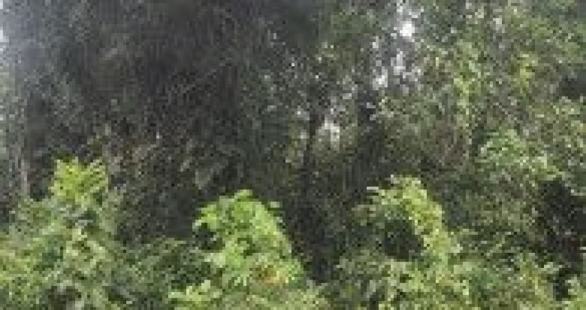 Terreno localizado no bairro Parque Fluvial em Itanhaém - lado serra, em rua de terra.
