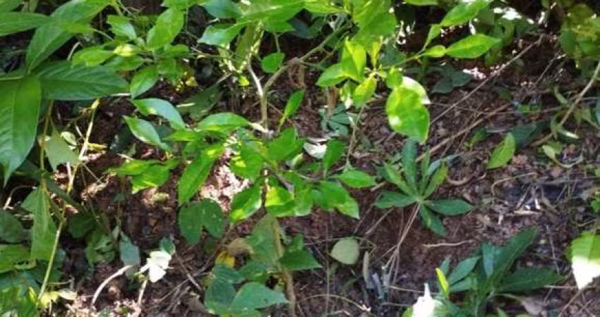 Chácara Para Vender no bairro Caracóis de Baixo em Esmeraldas