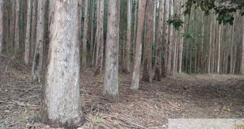 FAZENDA COM EUCALIPTO A VENDA NO ESTADO DE SÃO PAULO, COM ÁREA TOTAL DE 216 ALQUEIRES, 130 ALQUEIRES EM EUCALIPTO E ÓTIMA LOGÍSTICA