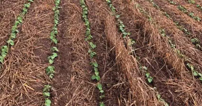 Fazenda a venda na região de itapetininga/sp. com 41 alqueires, topografia ondulada, terra mista a vermelha e córrego nos fundos. boa logística.