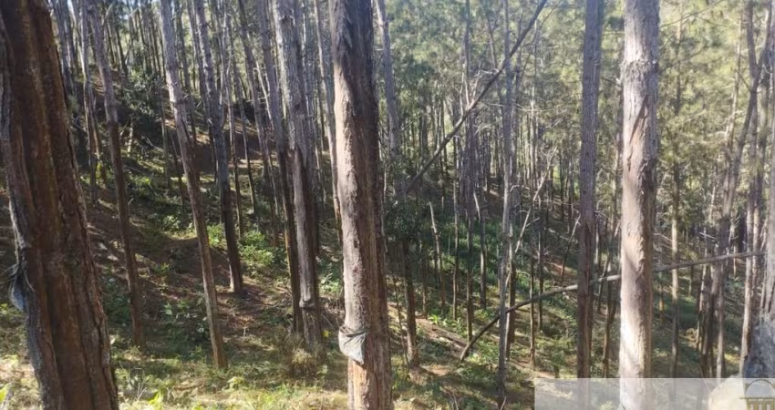 Fazenda com 100 alqueires de pinus à venda em Itapirapuã Paulista/SP: oportunidade única!