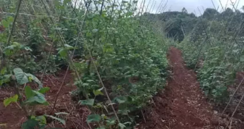 Fazenda de 53 alqueires à venda em guapiara/sp  - oportunidade de negócio imperdível!