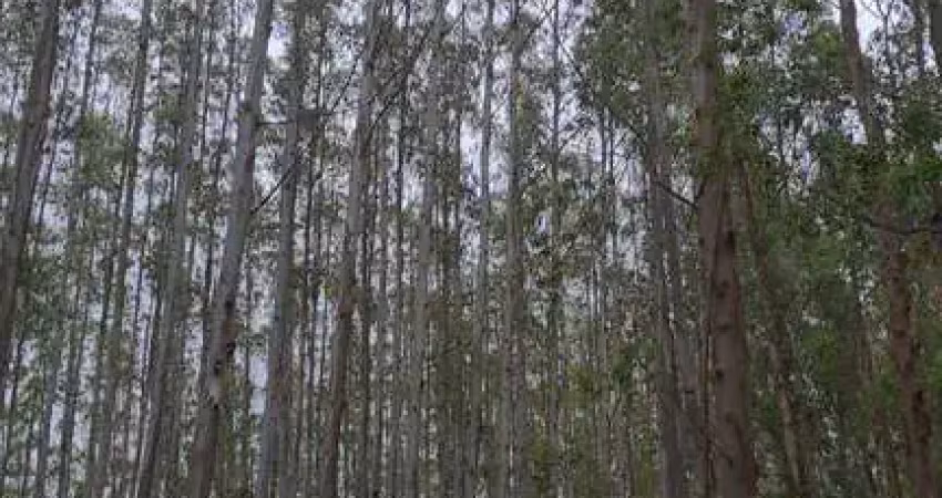 Imperdível: fazenda com eucalipto à venda em guaratinguetá-sp, 106,4 alqueires de área! confira já!