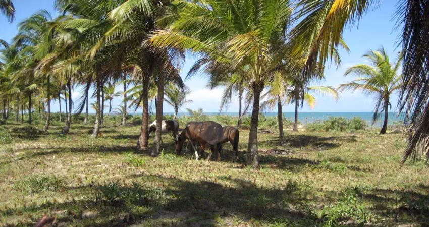 Área de terra à venda em mogiquiçaba, belmonte - ba