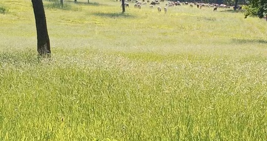 Sitio para venda na região de ribeirão preto-sp com 23,85 alqueires, pecuária, mandioca e granja, porteira fechada, semoventes, veículos e ferramentas