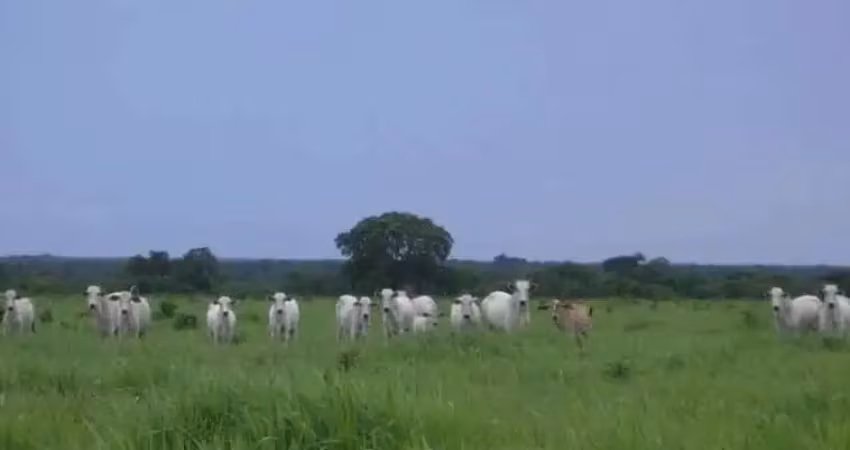 Fazenda grande extensão a venda na região de alto da boa vista-mt com 79.000 hectares, dupla aptidão, rica em agua e benfeitorias completas