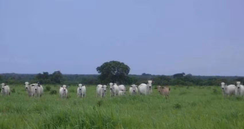 Fazenda grande extensão a venda na região de Alto da Boa Vista-MT com 79.000 hectares, dupla aptidão, rica em agua e benfeitorias completas