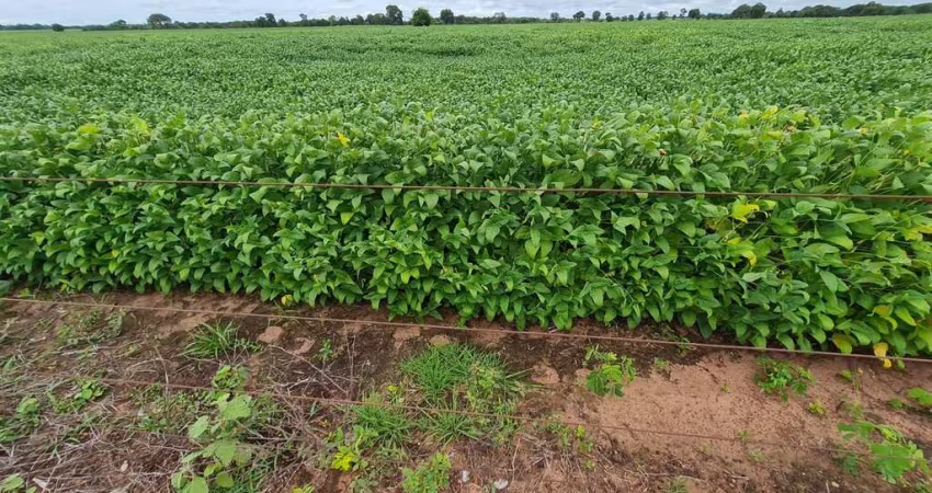 Fazenda para venda na região de Araguapaz-GO com 1.900 hectares sendo 1.300 hectares abertos para lavoura, lago, irrigação e muitas benfeitorias