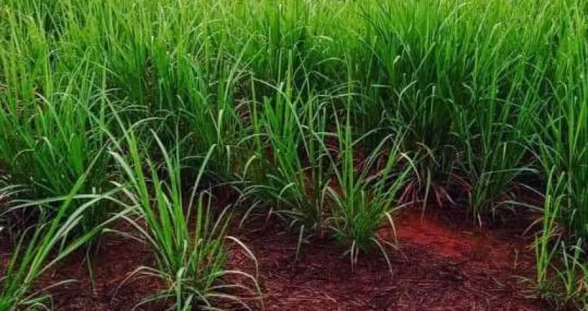 Sitio para venda na região de Igarapava-SP com 30 alqueires sendo 19 alqueires em cana arrendada