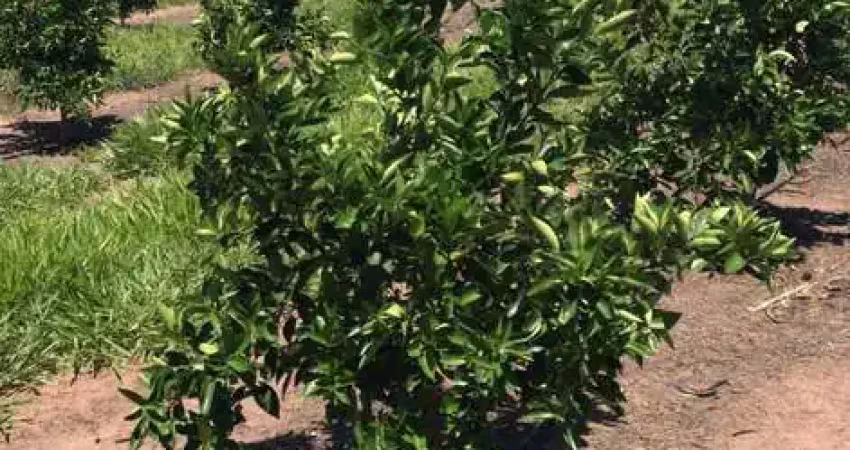 Fazenda citrus para venda na região de brotas-sp com 92 alqueires, benfeitorias, rica em agua, rio na divisa