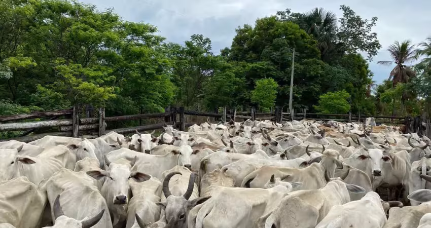 Fazenda para venda na região de bom jesus-pi com 524 hectares na pecuária, beira do asfalto, benfeitorias, porteira fechada