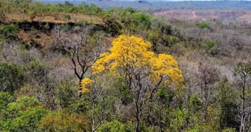 Fazenda bruta para venda na região de corrente-pi com 773 hectares, aptidão para pecuária, aproveitamento 450 hectares para pecuária