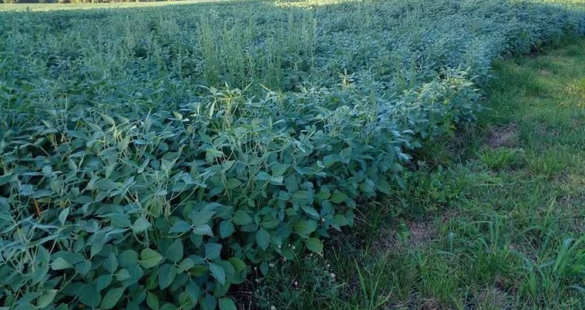 Fazenda para venda na região de Jardim -MS com 163 alqueires na lavoura de soja e milho, beira do asfalto, rica em agua, roda pivô
