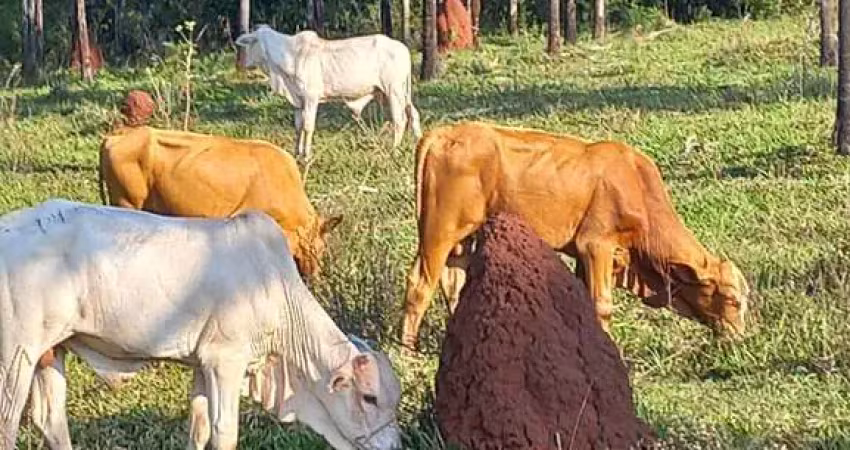 Fazenda para venda na região de inocencia-ms com 103 alqueires, na pecuária