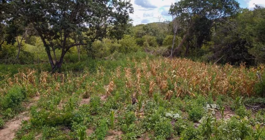 Fazenda para venda na região de Morpara-BA com 410 hectares, rica em agua, terra plana e argilosa, beira da rodovia