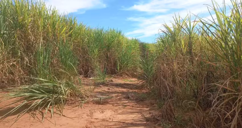 Sitio para venda em gurinhata-mg com 15 alqueirao mg sendo 8 alqueirao em cana arrendada, restante em pasto