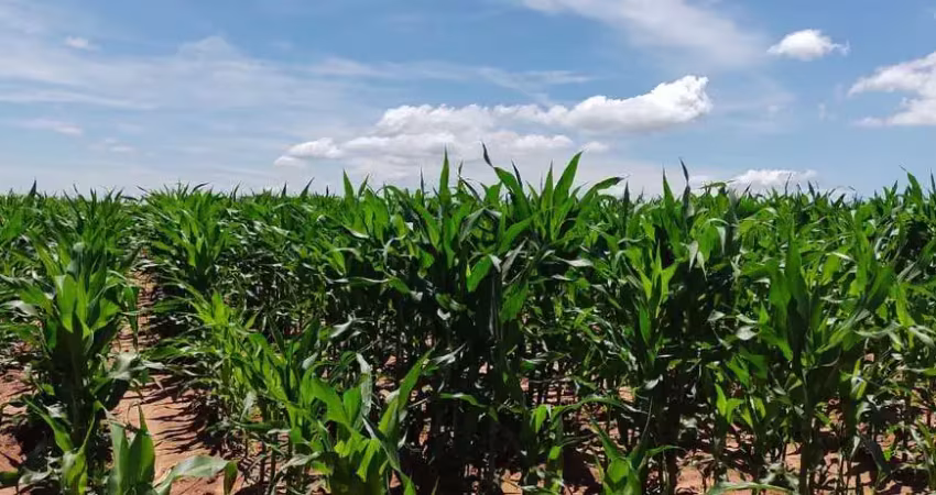 Fazenda dupla aptidão para venda na região de marilia-sp com 135 alqueires, atual na pecuária, planta 110 alqueires, pode irrigar
