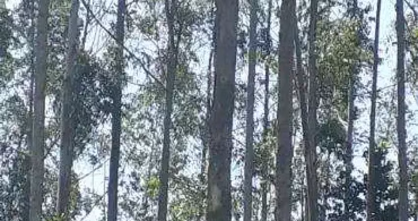 Fazenda de eucalipto para venda na região de sete barras-sp com 265 alqueires sendo 30 alqueires em eucalipto, rio na divisa, dupla aptidão