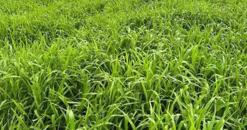 Fazenda historica para venda na região de Sete Barras-SP com 270 alqueires na pecuária e outras lavouras, muitas benfeitorias, potencial turístico, be