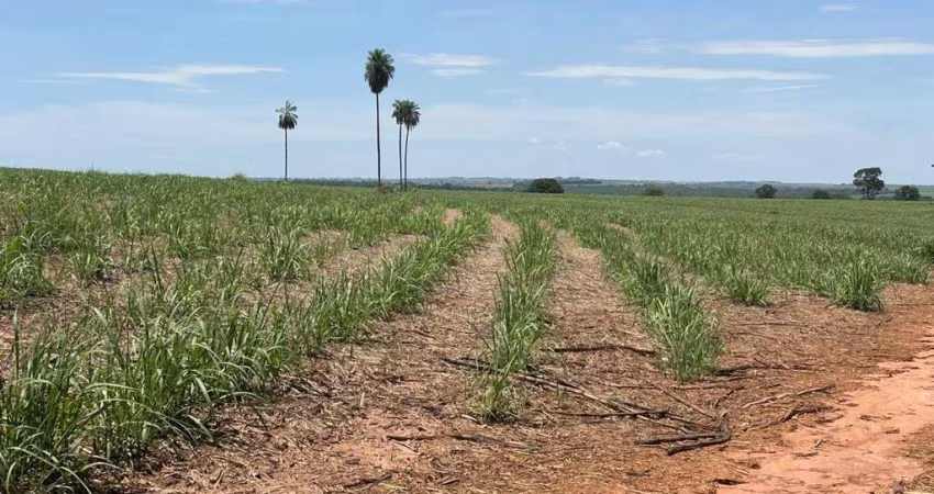 Fazenda para venda na região de Fernandopolis-SP com 158 alqueires sendo 111 alqueires em cana arrendada, beira da pista, rica em agua, rio na proprie