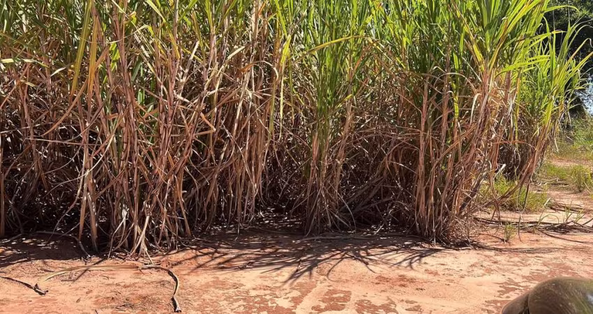Fazenda para venda na região de Araçatuba-SP com 46 alqueires sendo 39 alqueires em cana arrendada, próxima de 4 Usinas
