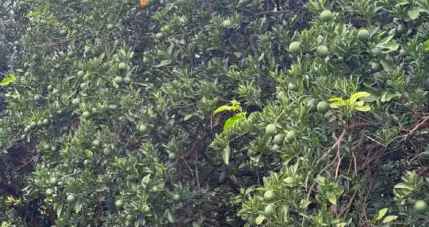 Fazenda de citrus para venda na região de votuporanga-sp com 390 alqueires, benfeitorias e irrigação quase em toda fazenda