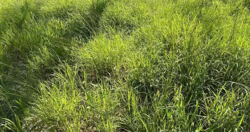 Fazenda para venda na região de centenario-to com 4.950 hectares em pastagem, rica em agua, benfeitorias