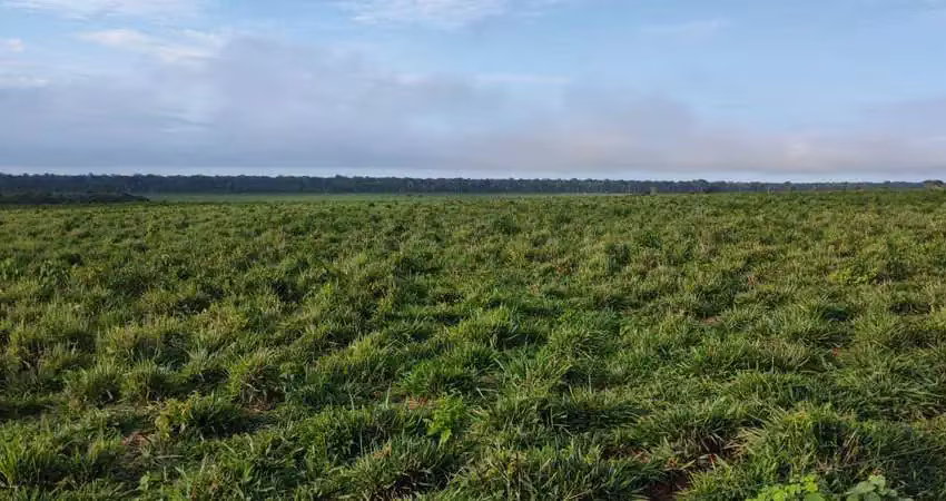 Fazenda dupla aptidao para venda na região de nova santa helena-mt com 9.990 hectares montada na pecuária, beira do rodovia, ótima logística